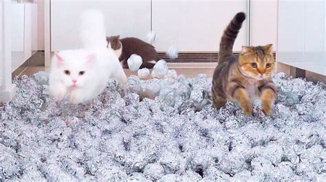 Can Cats Walk On Foil Ball Floor Youtube