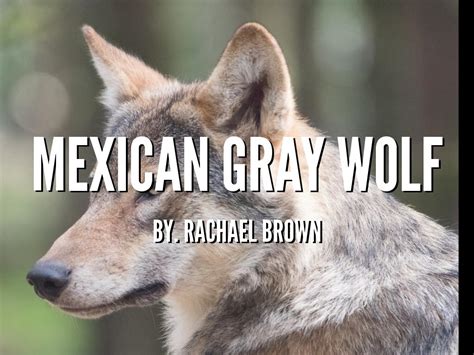 Mexican Gray Wolf By Rachael Brown