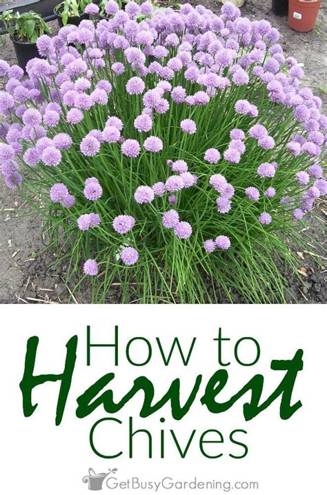 How To Harvest Chives And When To Pick Them Chive Seeds Perennial