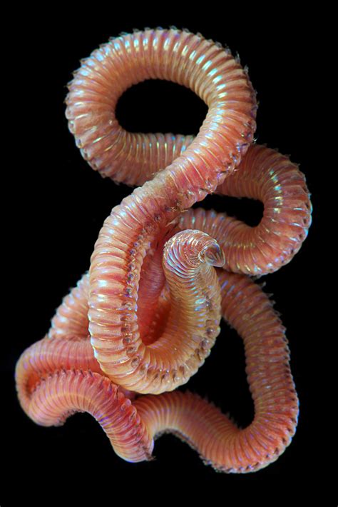 Astounding Photos Of Marine Worms Some Previously Unknown
