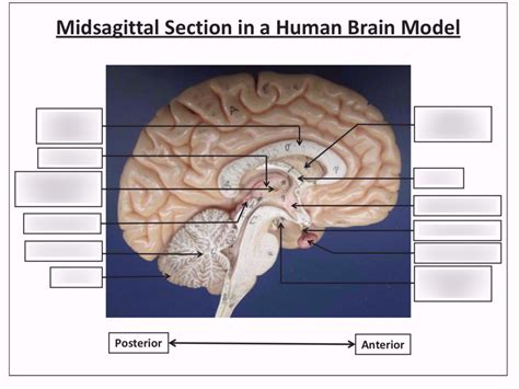 Human Brain Midsagittal Section Diagram Quizlet