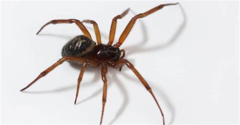 10 Spiders In Alaska Imp World