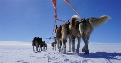 Dog Sledding In Alta Afternoon Tour Authentic Scandinavia