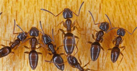 Different Types Of Ants Common Ants Around The House Pestvenge