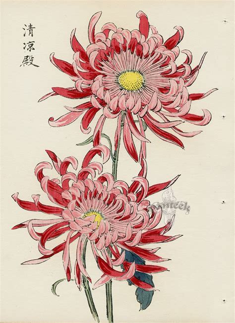 From Art Of The Japanese Chrysanthemum Japanese Painting Japanese