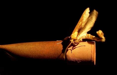 Genetics Of Sex Pheromone Mate Attraction Discovered How Moths Find