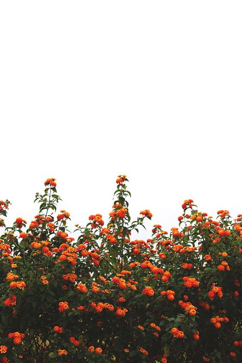 Flowers Orange Bushes Sky Bloom Hd Phone Wallpaper Peakpx