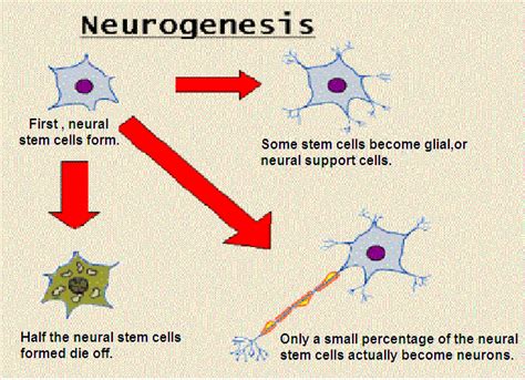 Shown Here Is The Process Of Neurogenesis Or The Birth Of New Neurons