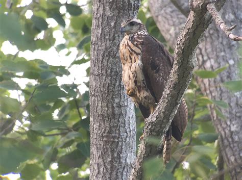 Rare Bird Alert Great Black Hawk Update 112918 Maine Audubon