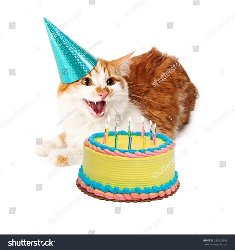 Funny Photo Angry Cat Hissing While Stock Photo 282403583