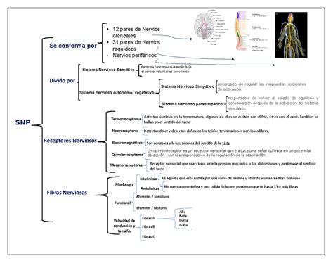 Cuadro Sinóptico de Sistema nervioso periférico SNP Beta Delta Gaba