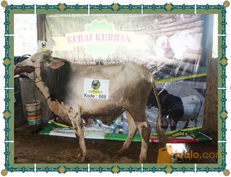 Sapi Qurban Jenis Simental Jawa Unggul 300 350kg Wilayah Bandung Di Kab