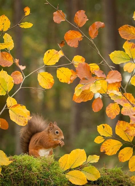 Herbstbilder Hintergrundbilder Herbst Tiere