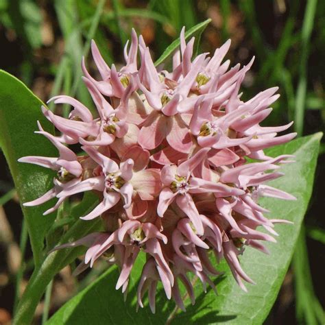 I found an organization, live monarch foundation, that also offers free seeds. Showy Milkweed Seeds | Asclepias Speciosa | Everwilde Farms