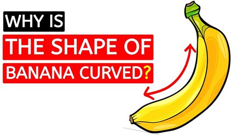 Why Are Bananas Curved Bananas Curved Shape Banana Curved