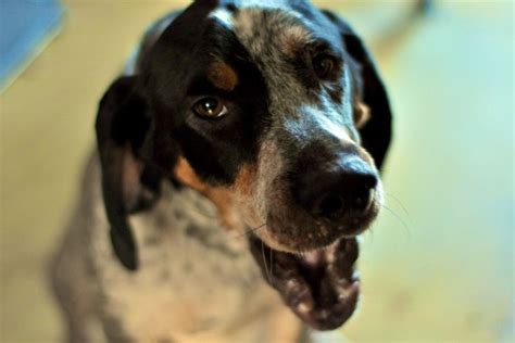 5 Things To Know About Bluetick Coonhounds Petful Dog Names