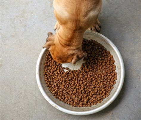 Your dog is itching like crazy and shaking their head constantly. Common dog food allergy symptoms - SitStay