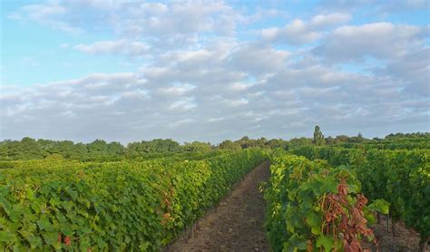 Living The Life In Saint Aignan Three Vineyard Landscapes