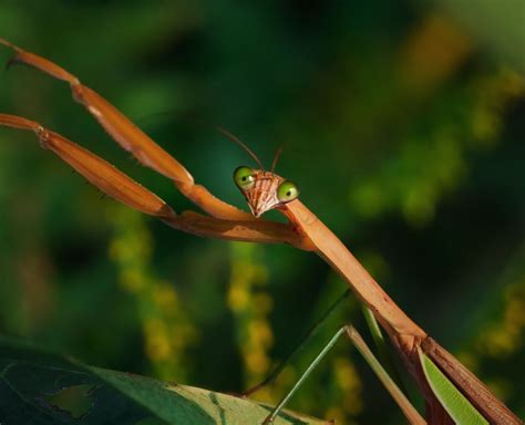 Praying Mantis Looks Shocked To See Me Smithsonian Photo Contest