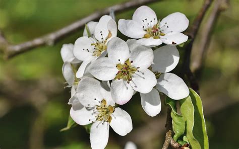 Best Trees To Plant For Spring Flowers In Northern Va Riverbend
