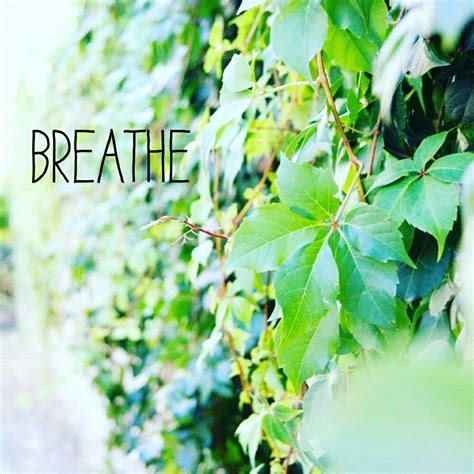 Breathe Breathe Herbs Fruit Herb Medicinal Plants