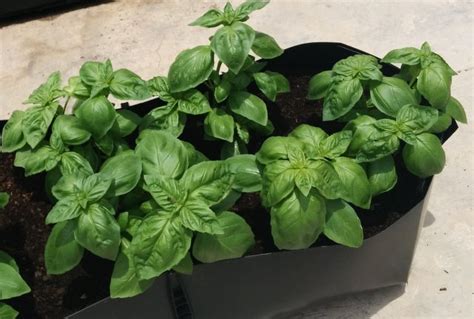 Growing Basil How To Grow Basil Plants Geekgardener