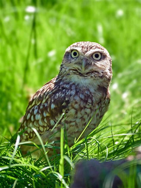Burrowing Owl Athene Cunicularia Stock Image Image Of Wilderness