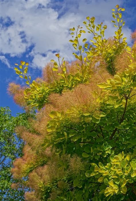 Plantfiles Pictures Cotinus European Smoke Tree Smoketree Golden