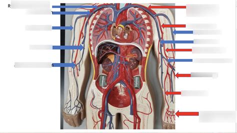 Arteries And Veins 7 Diagram Quizlet