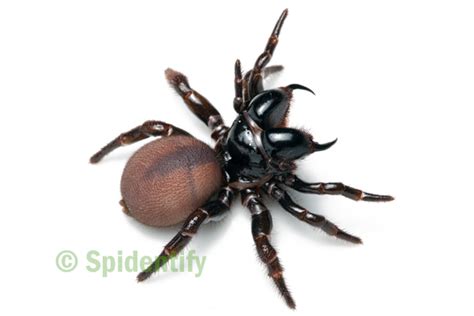 Female Mouse Spider