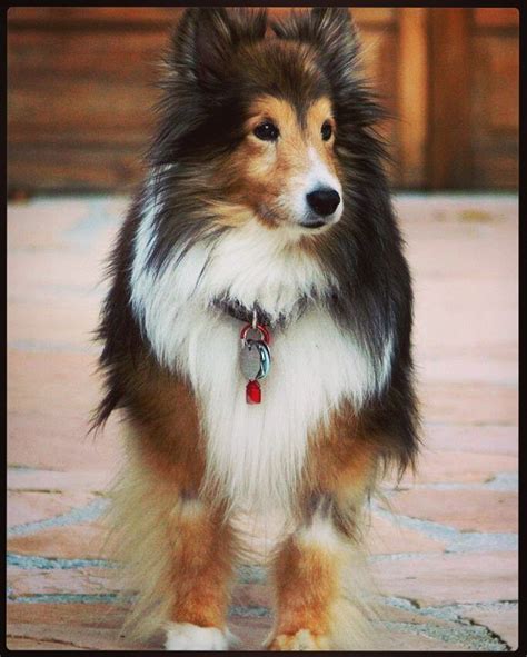 Miniature Collie 2nd My All Time Favorite Dog Also Known As Shetland
