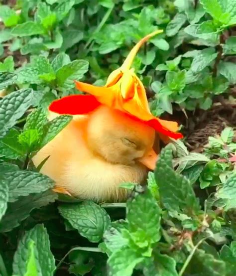 Watch This Adorable Sleepy Duckling Nod Off With A Flower On Her Head