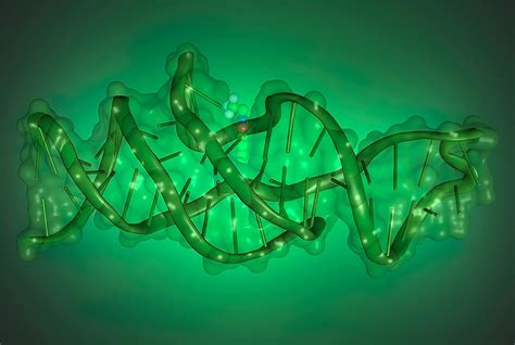 Uncovering The Intricate 3d Architecture Of Lettuce Dna A Breakthrough