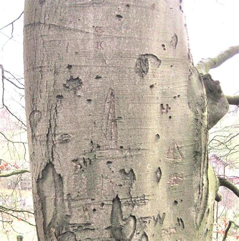 Beech Tree Guide UK Common Beech Tree Identification