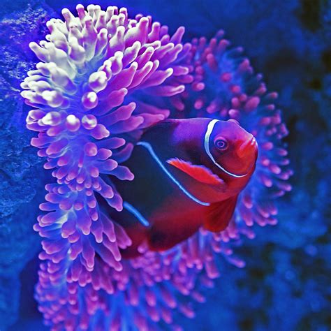Wallpaper Weekends Under The Sea Wallpapers For Iphone And Ipad