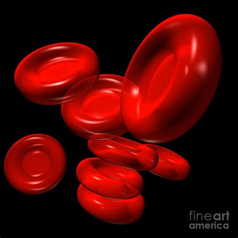 Red Blood Cells 2 Digital Art By Russell Kightley Fine Art America