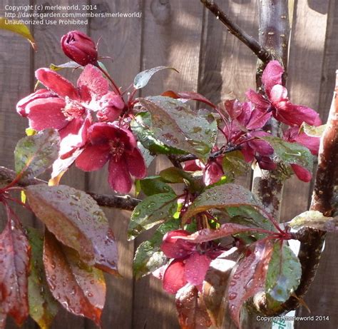 Plantfiles Pictures Royalty Crabapple Royalty Malus By Altagardener