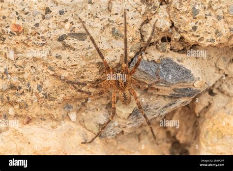Zoropsis spinimana, Mediterranean Spiny False Wolf Spider Stock Photo