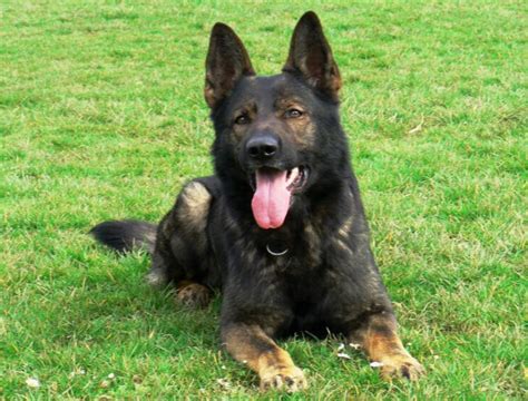 Dark Sable German Shepherd Puppies For Sale Texas Effy Moom Free Coloring Picture wallpaper give a chance to color on the wall without getting in trouble! Fill the walls of your home or office with stress-relieving [effymoom.blogspot.com]