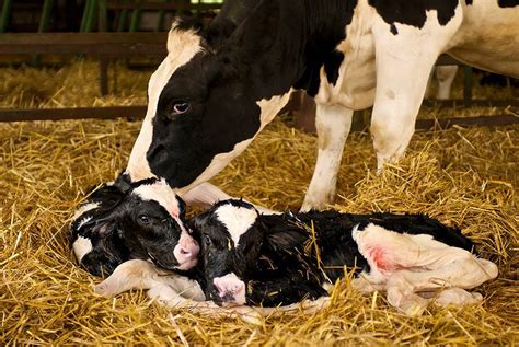 Poetry - A Veal CalfCreating Animal Awareness