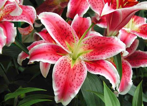 Lily Flowers World