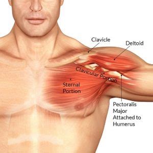 Any radiopacity in this area is suspecctive of a process in the anterior mediastinum or upper lobes of the lung. The pectoralis major is a powerful chest muscle that supports the arm to rotate inward and move ...