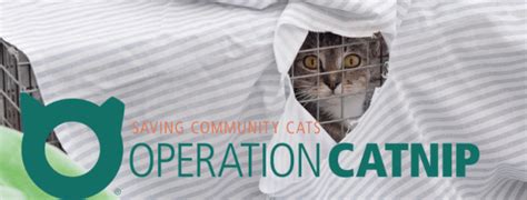 Applications Open 2023 Operation Catnip Community Cat Management