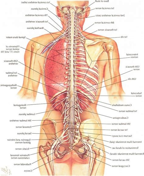 Anatomy of human spine, spinal cord, rib cage, pelvic bone, pelvic, backbone, hip, leg and arm bone, internal organs body part. Human Organ Anatomy | Anatomy organs, Human body diagram