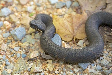 Best Cottonmouth Water Moccasin Snake Stock Photos Pictures And Royalty