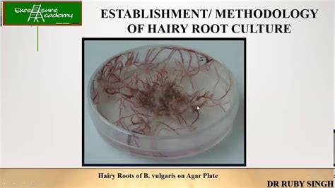 Plant Tissue Culturelecture 10 Hairy Root Culture Biotransformation