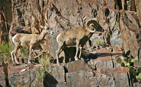 Desert Bighorn Sheep On Cliff