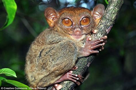 Cute Tarsier Creatures Share The Same Branch Of The Evolutionary Tree