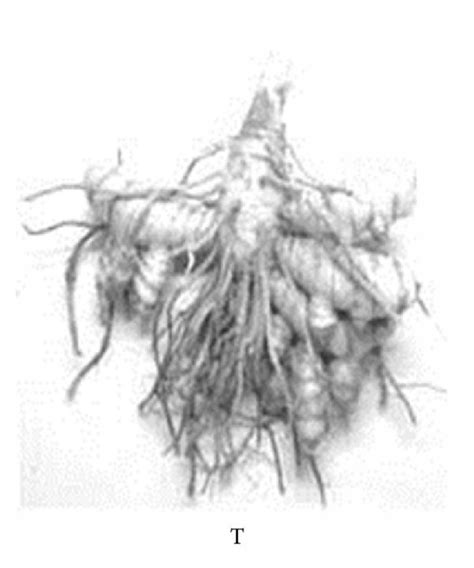 Turmeric Rhizomes Showing Disease Severity Of Rotting Ccontrol