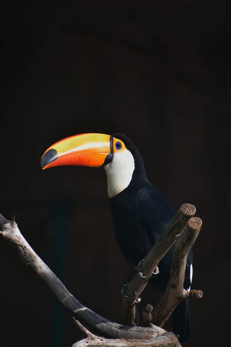 Animals Bird Beak Branch Toucan Hd Phone Wallpaper Pxfuel